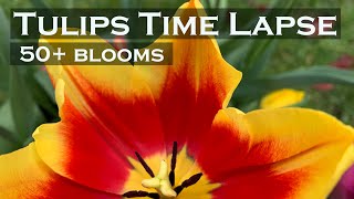 Tulips Time Lapse | 8 varieties | 50+ blooms