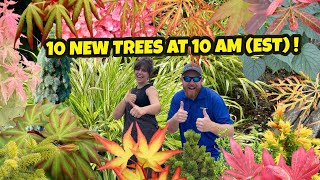 The Thumbs Up 10 New Trees at 10 AM (EST) | Japanese Maples and Conifers for the Home Garden