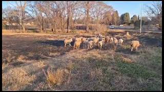 Herd of sheep ambles into Dennesig