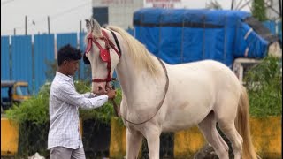 Dekhiye Kalyan Me Ek Se Badke Ek Ghode || Al Mehtab Goat Farm