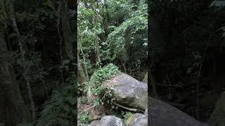 Cachoeira do Massaguaçu em (Caraguatatuba)