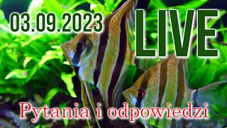 LIVE akwarystyczny 03.09.23. Pytania i odpowiedzi. Damian Lewiński.