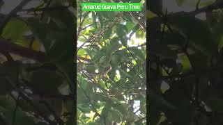 Backyard Amarud Guava Peru Tree plant fruiting.