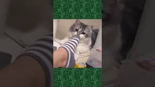 Забавные кошки и собаки  #shorts #funny #позитив