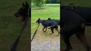 Doberman vs German shepherd