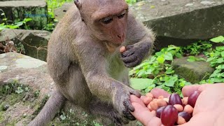 Lovely monkey Jinx eat fruit