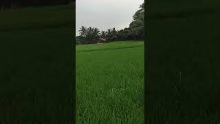 SAWAH HIJAU #rediredolha #super #yearofyou #2024 #shortvideo #shorts