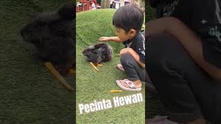 Kelinci lucu #dailyvlog #maskhaiofficial #shorts #kelinci #bermain #hewan #pecintahewan #hewanlucu