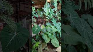 Exploring Monstera Cafe, Silang Cavite Philippines #viral #food #travel #reels #restaurant #nature