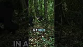 Clash of the Primates: The Intense Gombe Chimpanzee War