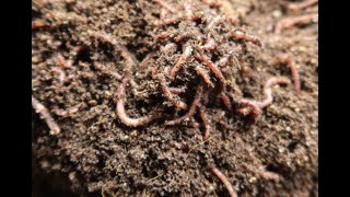 Green's Acre: My Worm Bin has Mites!