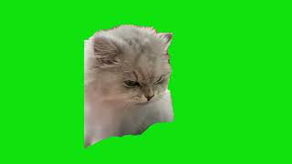 Angry Cat Eating Meme Green Screen Chroma Key Template