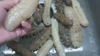 Sea Cucumber