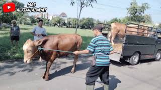 Penurunan Sapi Qurban Limousin Ekonomis Super Jinak Tanpa Drama