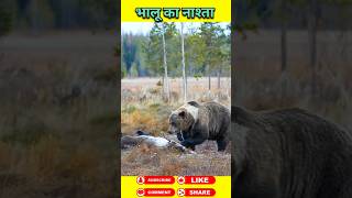 भालू का नाश्ता  #animals #wildanimal #shortsviral