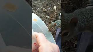 Blackie Grabs A Nut From The Snack Jar