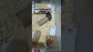 hamsters for sale in mumbai #hamsterbabies #forsale #hamsterbreeding #petsforsale #crowfordmarket