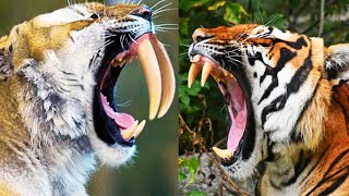 ¿Quién GANARÁ la FEROZ pelea: TIGRE vs DIENTES DE SABLE?