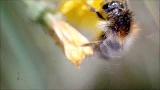 Naturbeobachtung Sammelnde Baumhummel(Bombus hypnorum(L. 1758)) am Waldesrand des Hirschberges