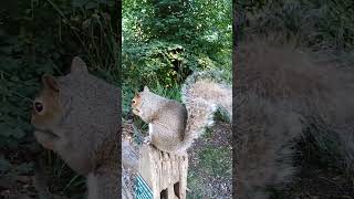 squirrel 's tail getting thinner