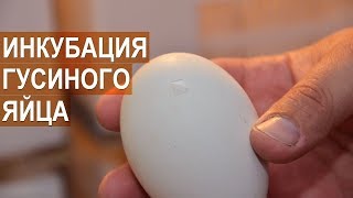 Инкубация (подведение итогов)