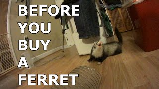 Before You Buy A Ferret - Potential Ferret Owners