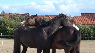 Reiterspiele 2019 auf Fehmarn #matthes_roeckener