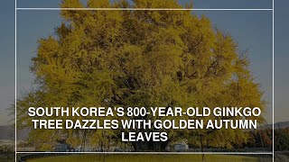 South Korea's 800-year-old ginkgo tree dazzles with golden autumn leaves