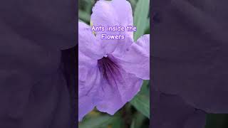 #ants #inside #the #flowers