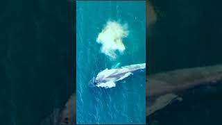 The air coming out of this blue whale is like smoke.