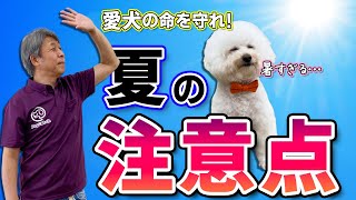 夏の暑さから愛犬を守ろう！【犬のしつけ】