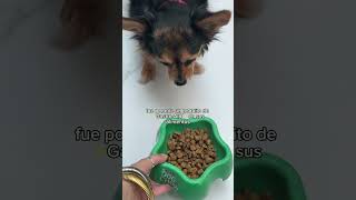 Gastro Aid - Probióticos para perritos