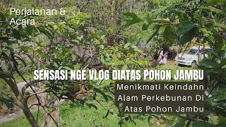 Menikmati Pemandangan Alam Dari Ketinggian Pohon Jambu Batu | Sensasi Luar Biasa Bikin Video