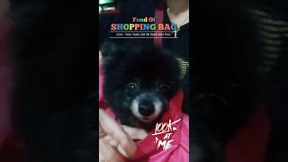 A Dog Who Really Likes Shopping Bags #shorts #dog #pets #funny #cute #love #family #animals #puppy