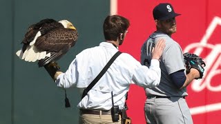 Bald eagle lands on Seattle Mariners pitcher James Paxton prior to start of national anthem