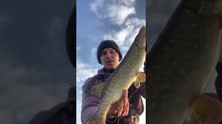 Щука на крючке! Весенний клев зубастых красавиц  #fishing #shorts #pike #norstream #рыбалка #джиг