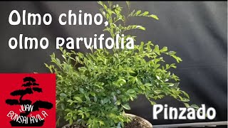 Pinzando pre bonsai de olmo chino, olmo parvifolia, trabajos de verano #bonsai