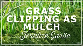 Fertilize Garlic with Grass Clipping as Mulch