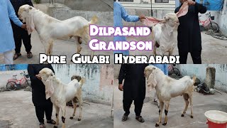 Pure Quality Hyderabadi Breeder | Dilpasand Grandson| Raj Bhavan MS Maktah| Hyderabad