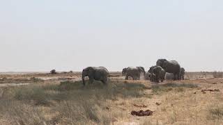 bathing elephants