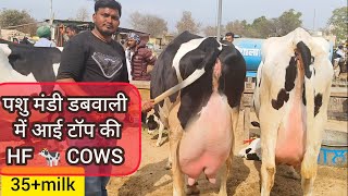 पशु मंडी डबवाली गाय कि पंजाब की सबसे बड़ी मंडियों में से एक। cow market Dabwali Punjab India