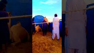 Camels arranged in the truck by Master of the camels || desert Thar || #camels #thardesert #camel