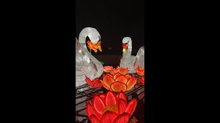 Opening weekend of Saint Louis Zoo Animals Aglow lantern festival