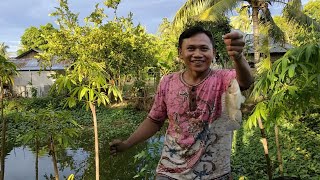 NIKMATNYA HIDUP DI DESA, SOREH-SOREH MANCING DI KOLAM BELAKANG RUMAH...