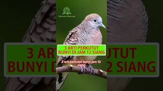 3 Arti Perkutut Bunyi Di Jam 12 Siang #shorts #perkutut #katuranggan #burungperkutut #disentraburung