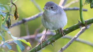 Another soulful singer performing up on the tree. The common whitethroat - Silvia de câmp