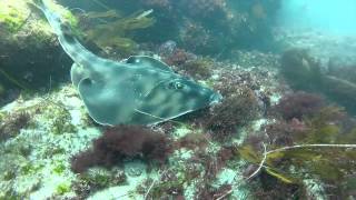 Clint Walker La Jolla Cove Scuba Dive 8 19  2012.mp4