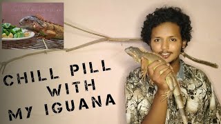 KEEPING AN IGUANA IN INDIA ( INFORMATION AND A LITTLE MASTI )