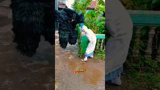 Grandong Kaget Ada Pocong #shorts #viralvideo #grandong #pocong #mangiyanofficial