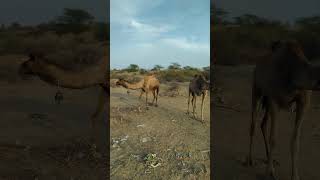 Two Camels Walking